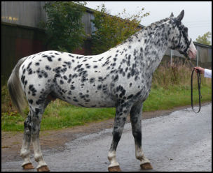 Pinocchio Middelsom Knabstrupper stallion